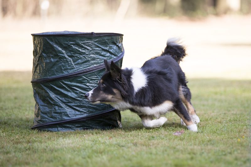 dreamstime_s_barrel dog