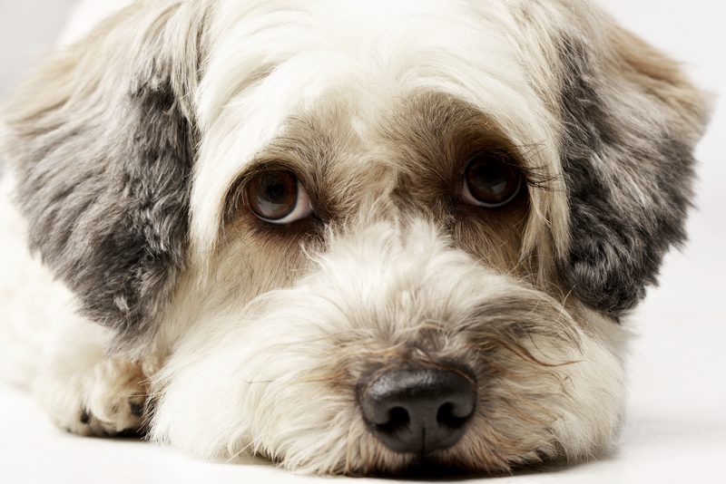 dreamstime_s_shydog (1)