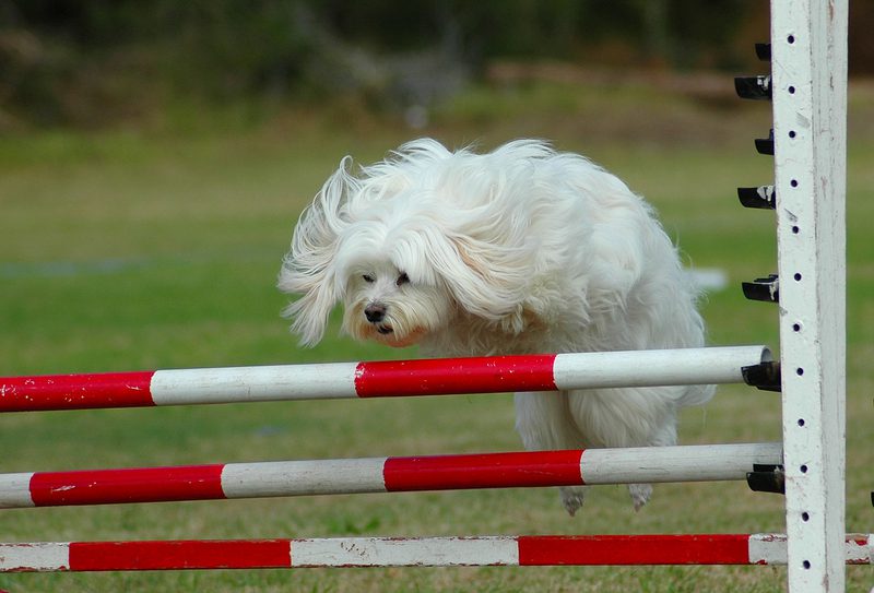 dreamstime_s_whitedogjumping